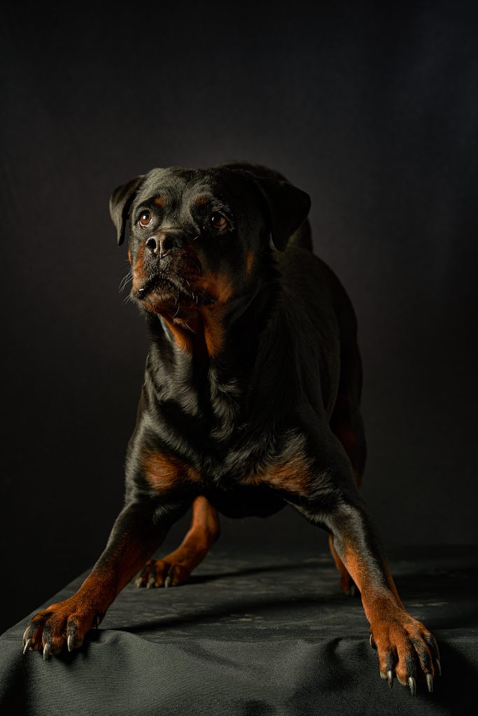 Ritratti ai cani Giorgio Baruffi fotografo Brescia