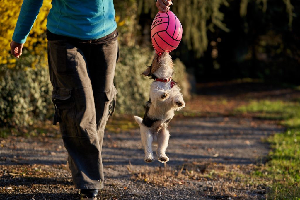 Jack Russell Terrier
