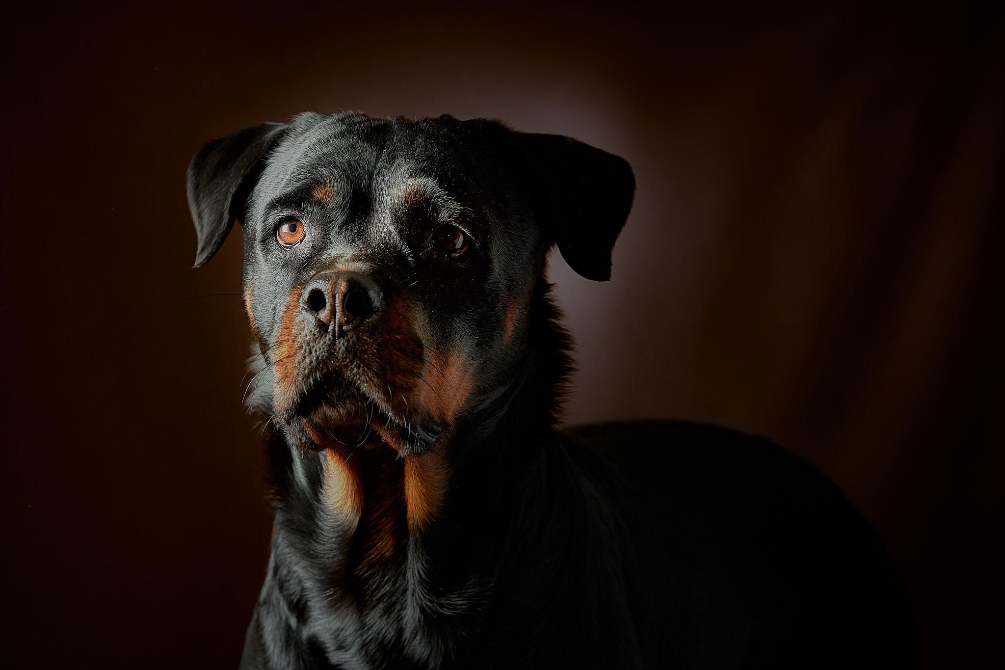 fotografie di cani in studio