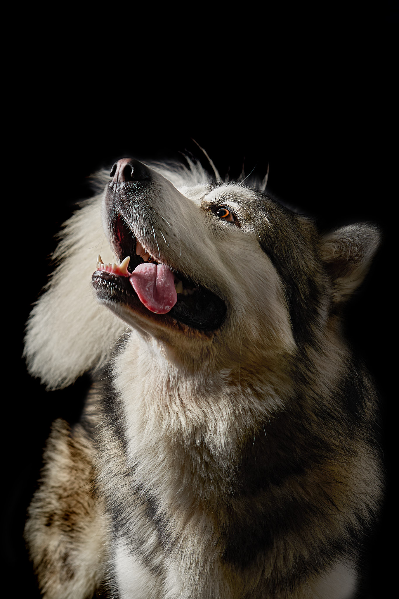 fotografie di cani in studio