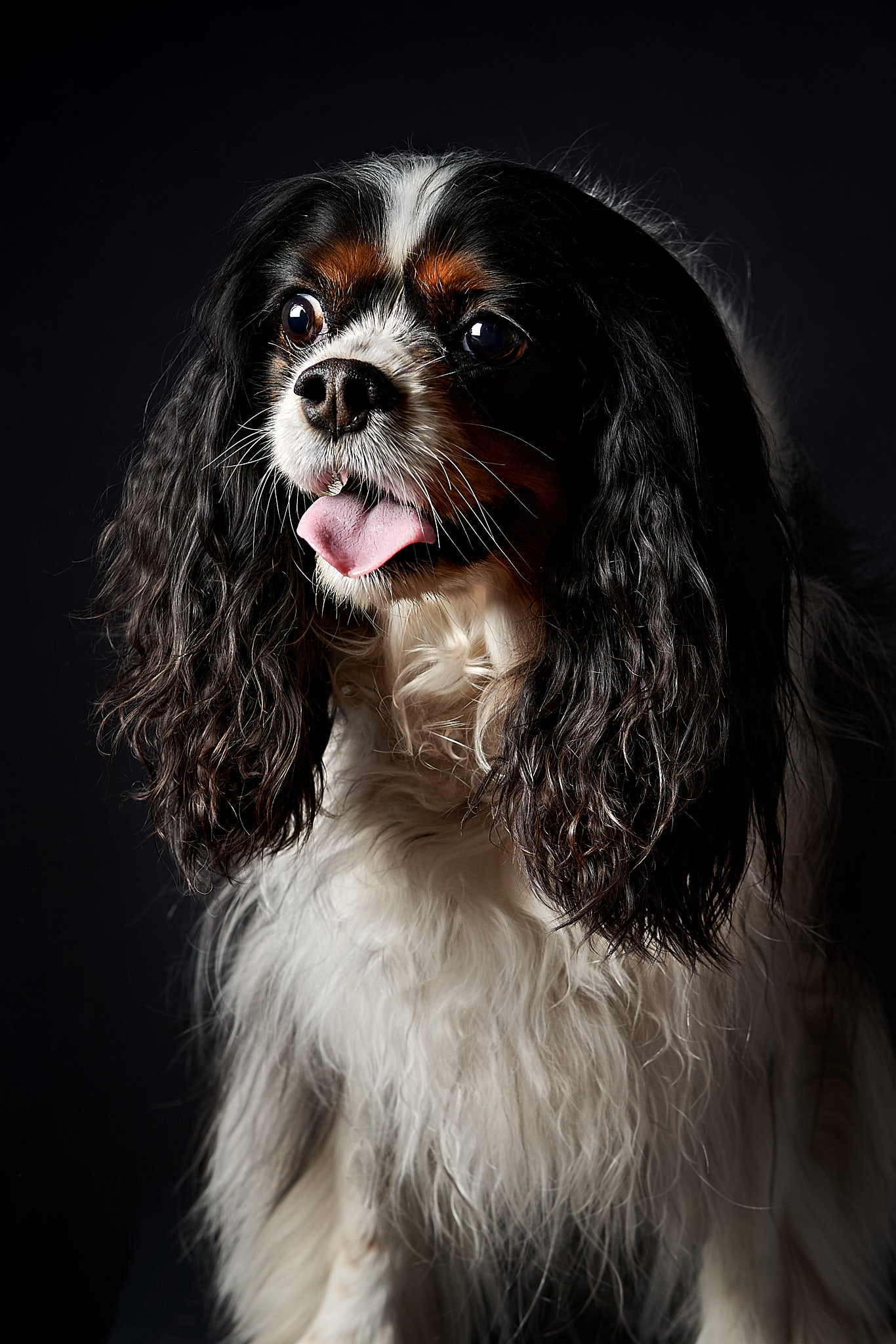 fotografie di cani in studio