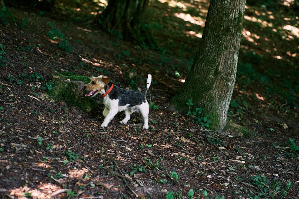 Passeggiare nella natura con il nostro cane