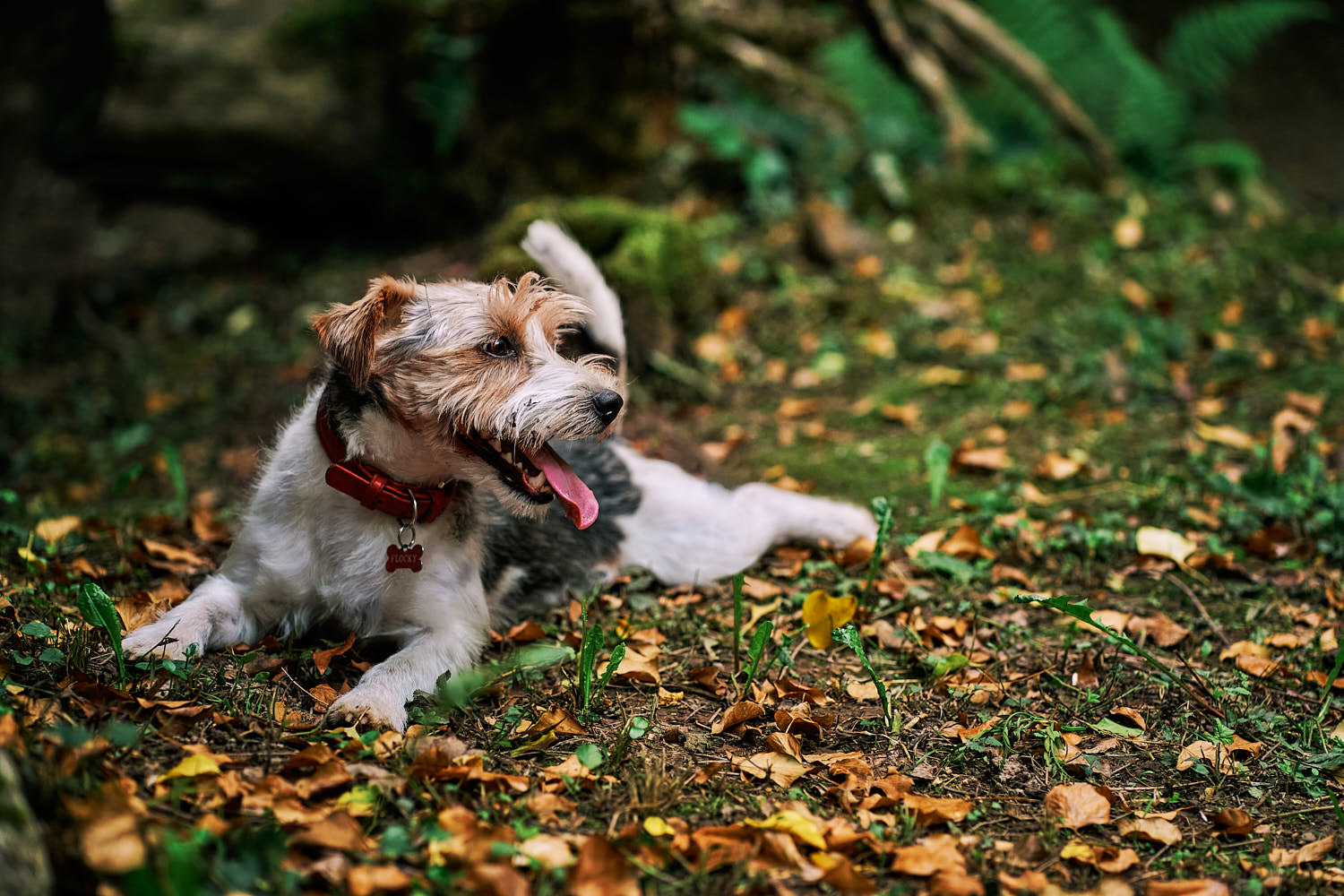 Passeggiare nella natura con il nostro cane
