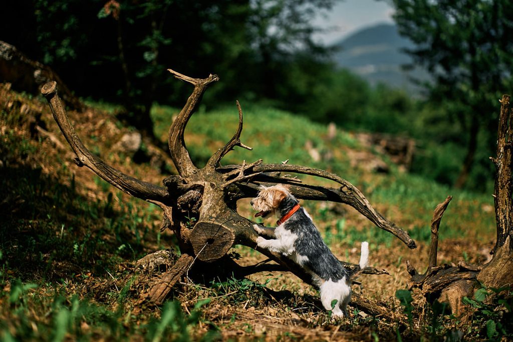 Passeggiare nella natura con il nostro cane