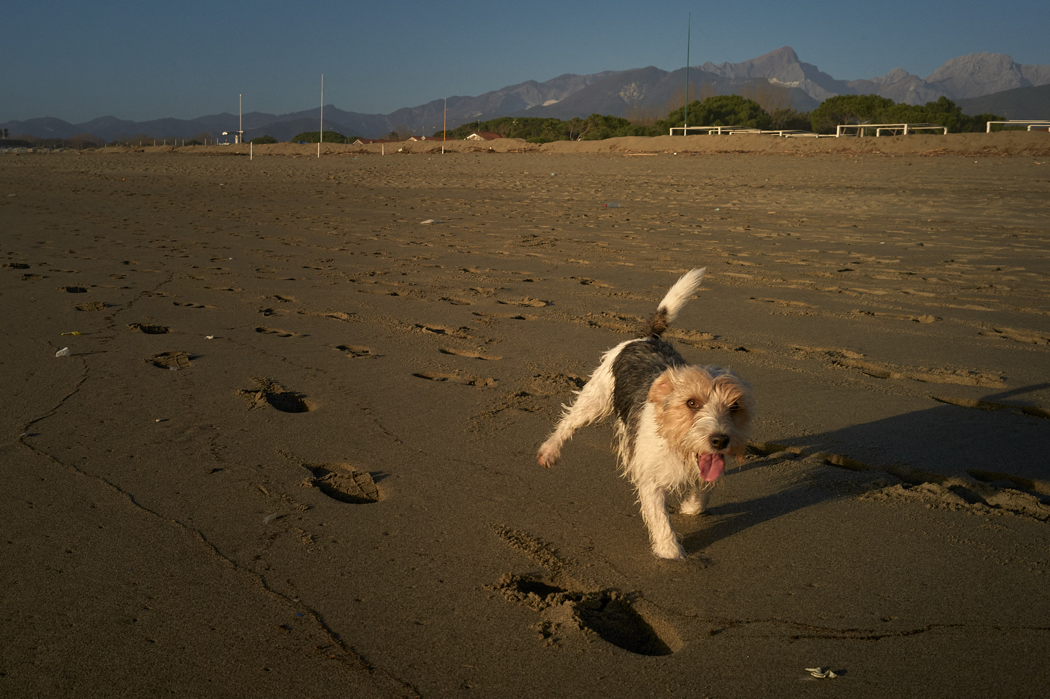 Jack Russel Terrier