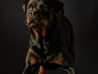 Ritratti ai cani Giorgio Baruffi fotografo Brescia