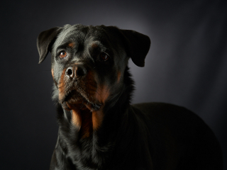Ritratti ai cani Giorgio Baruffi fotografo Brescia