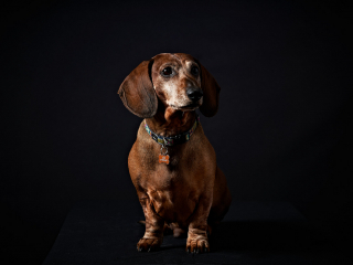Ritratti ai cani Giorgio Baruffi fotografo Brescia