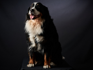 Ritratti ai cani Giorgio Baruffi fotografo Brescia