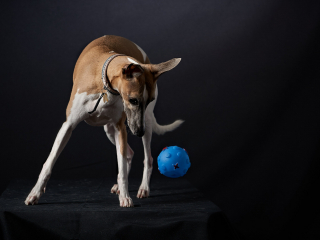 Ritratti ai cani Giorgio Baruffi fotografo Brescia