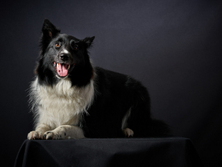 Ritratti ai cani Giorgio Baruffi fotografo Brescia