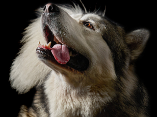 Ritratti ai cani Giorgio Baruffi fotografo Brescia