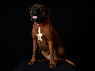 Ritratti ai cani Giorgio Baruffi fotografo Brescia