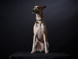 Ritratti ai cani Giorgio Baruffi fotografo Brescia