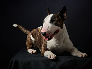 Ritratti ai cani Giorgio Baruffi fotografo Brescia