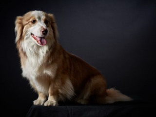 Ritratti ai cani Giorgio Baruffi fotografo Brescia