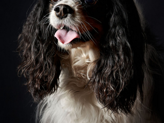 Ritratti ai cani Giorgio Baruffi fotografo Brescia