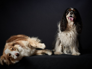 Ritratti ai cani Giorgio Baruffi fotografo Brescia