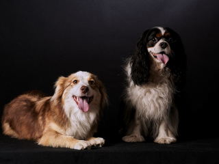 Ritratti ai cani Giorgio Baruffi fotografo Brescia