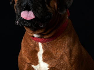 Ritratti ai cani Giorgio Baruffi fotografo Brescia