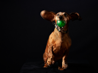 Ritratti ai cani Giorgio Baruffi fotografo Brescia