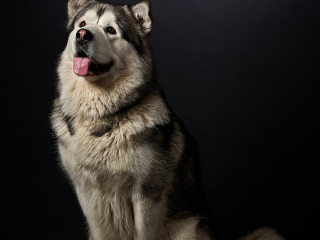 Ritratti ai cani Giorgio Baruffi fotografo Brescia
