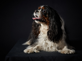 Ritratti ai cani Giorgio Baruffi fotografo Brescia