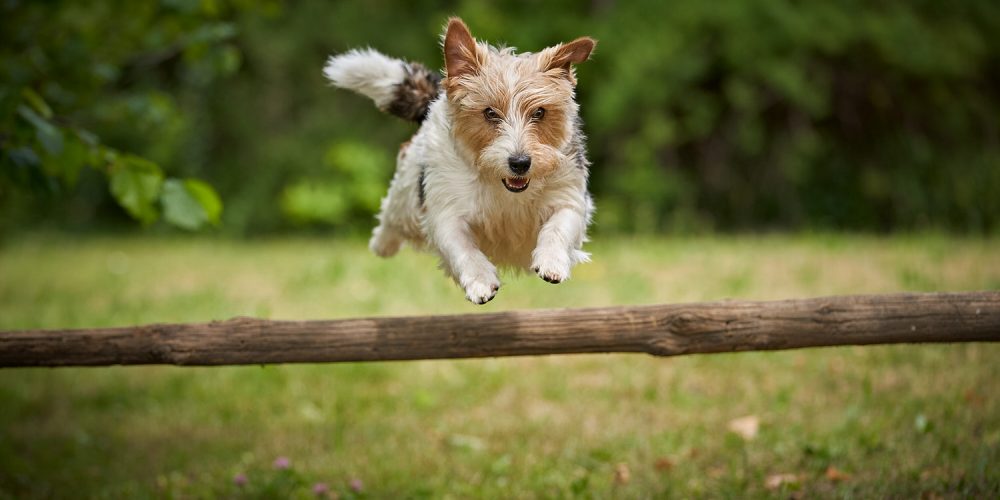 Ritratti ai cani Giorgio Baruffi fotografo Brescia