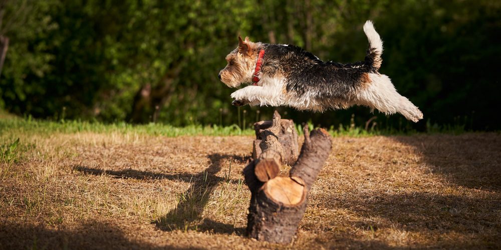 Ritratti ai cani Giorgio Baruffi fotografo Brescia