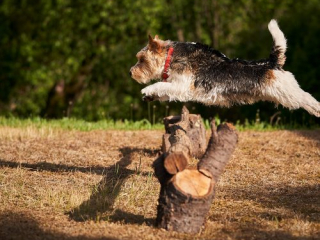 Ritratti ai cani Giorgio Baruffi fotografo Brescia