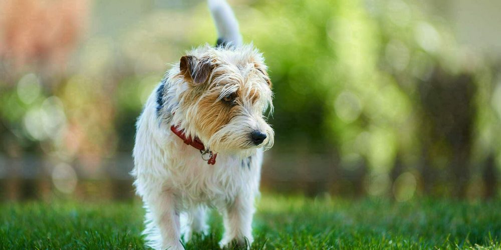 Ritratti ai cani Giorgio Baruffi fotografo Brescia