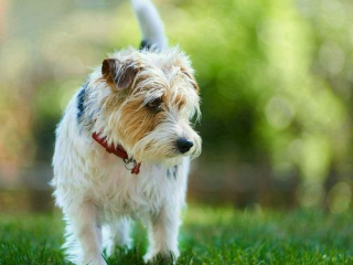 Ritratti ai cani Giorgio Baruffi fotografo Brescia