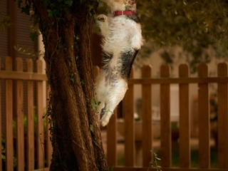 Ritratti ai cani Giorgio Baruffi fotografo Brescia