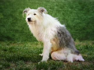 cani disabili, giorgio baruffi fotografo di cani a brescia
