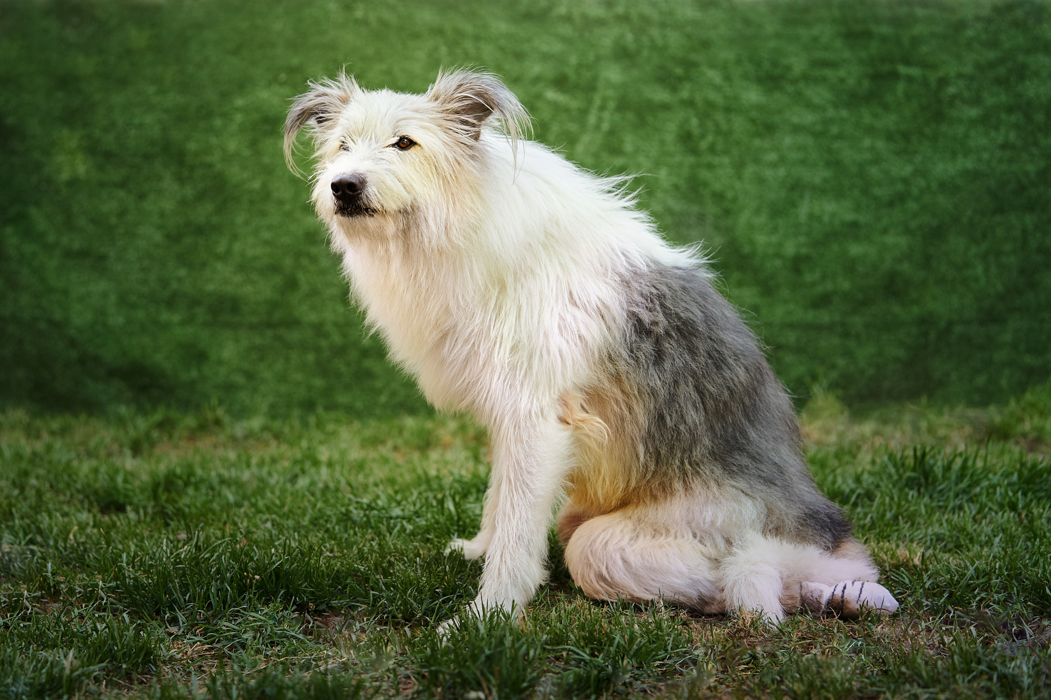 cani disabili, giorgio baruffi fotografo di cani a brescia