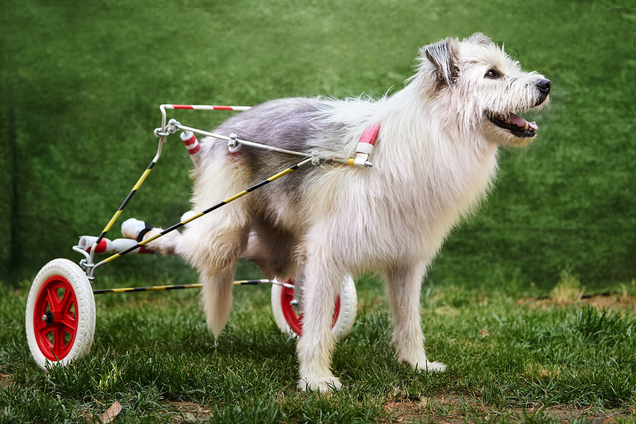 fotografo di cani gli Angeli Sgangherati