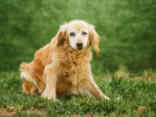 cani disabili, giorgio baruffi fotografo di cani a brescia