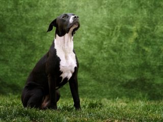 cani disabili, giorgio baruffi fotografo di cani a brescia