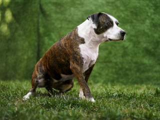 cani disabili, giorgio baruffi fotografo di cani a brescia