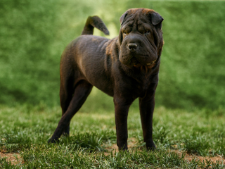 cani disabili, giorgio baruffi fotografo di cani a brescia