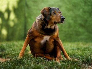 cani disabili, giorgio baruffi fotografo di cani a brescia