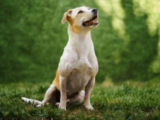 cani disabili, giorgio baruffi fotografo di cani a brescia