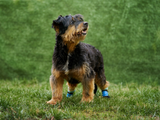 cani disabili, giorgio baruffi fotografo di cani a brescia