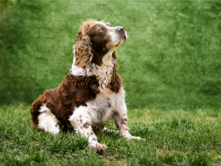 cani disabili, giorgio baruffi fotografo di cani a brescia
