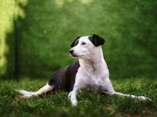 cani disabili, giorgio baruffi fotografo di cani a brescia