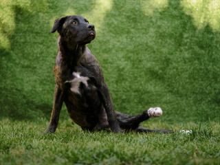 cani disabili, giorgio baruffi fotografo di cani a brescia