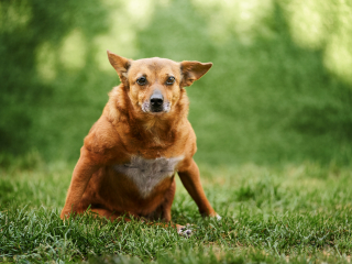 cani disabili, giorgio baruffi fotografo di cani a brescia