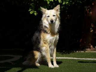 cani disabili, giorgio baruffi fotografo di cani a brescia