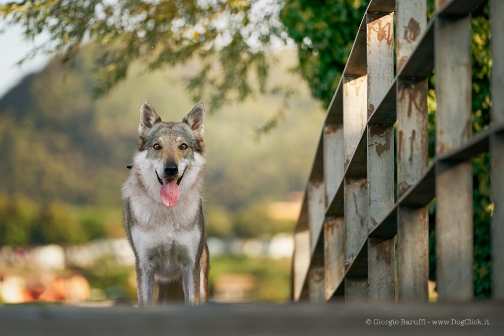 I cani,il guinzaglio e la legge