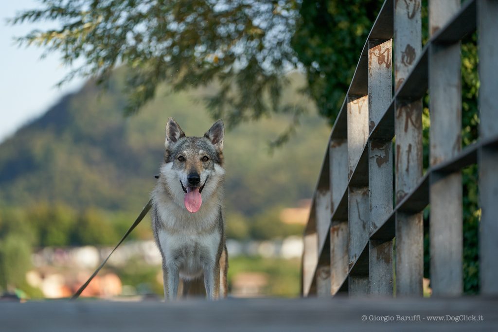 I cani,il guinzaglio e la legge